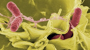 Ngộ độc thực phẩm do vi khuẩn Salmonella