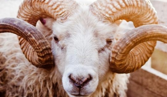 Pháp: 15 con cừu được nhận vào lớp học chung với người