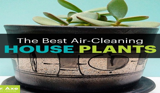 Những loại thực vật giúp hạn chế ô nhiễm không khí trong nhà