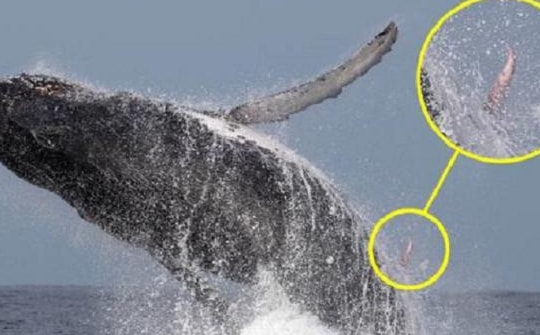 Đi chụp ảnh cá voi, về xem lại bất ngờ phát hiện "của quý" cực kì hiếm thấy