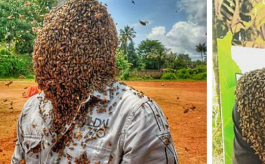 Thanh niên để 6 vạn con ong bâu trên mặt