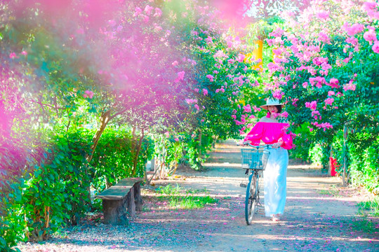 Con đường hoa tường vi đẹp như cổ tích giữa Hà Nội