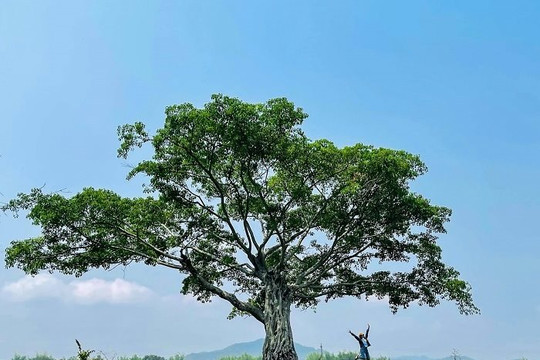 Điểm danh 10 cây cô đơn dọc Việt Nam thu hút giới trẻ 
