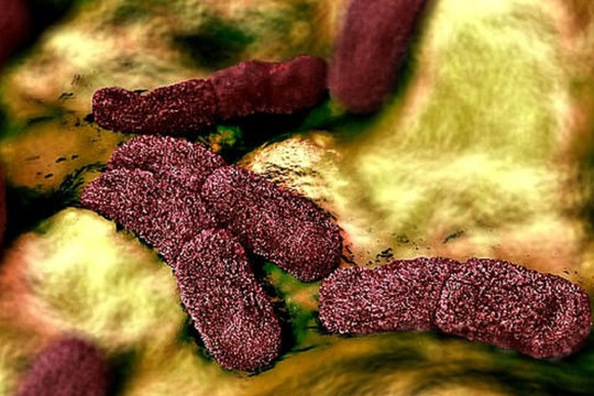 Phát hiện vi khuẩn Yersinia pestis biến đổi có thể làm bùng phát bệnh dịch hạch