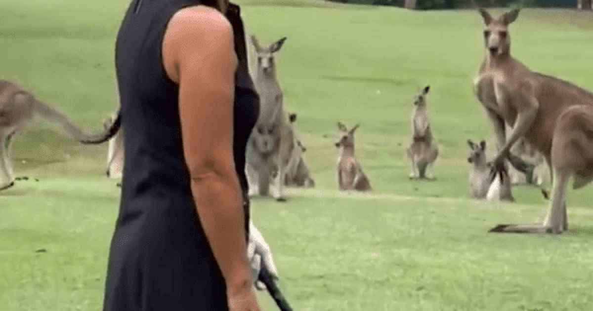Đàn Kangaroos "xâm chiếm" sân golf