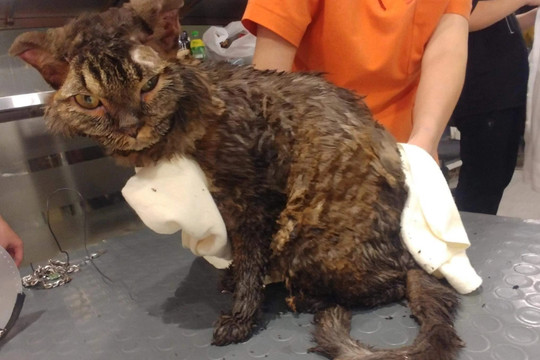 Chú mèo bị tẩm dầu hỏa, thiêu sống ở Hà Nội