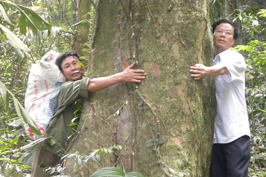 Phượt xuyên rừng ngắm “cụ chè” nghìn tuổi ở Thái Nguyên
