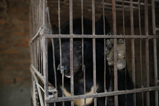 Cứu hộ cá thể gấu cuối cùng bị nuôi nhốt tại Sơn La
