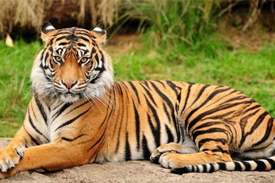 Những điều thú vị về loài hổ