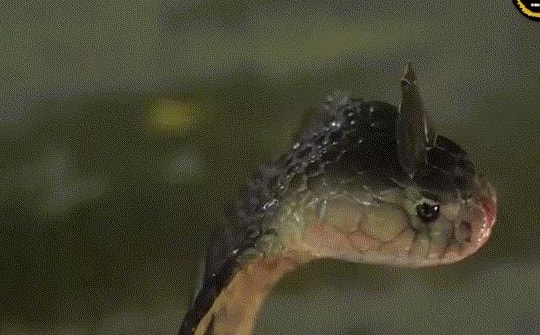 Video: Giải mã hiện tượng rắn có "mào" trên đầu như gà