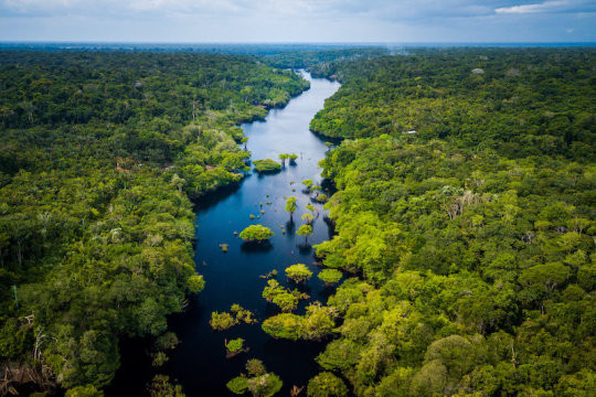 Rừng Amazon mất khả năng phục hồi