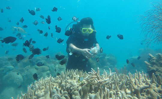 Sinh viên Đại học Nha Trang dùng trí tuệ nhân tạo bảo vệ san hô biển