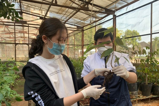 Học sinh Hà Nội tìm ra chủng vi sinh phòng bệnh trên cây sầu riêng