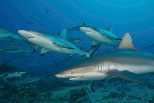 Cá mập sống sót qua thảm họa tuyệt chủng như thế nào?