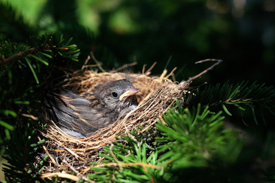 Chim đẻ trứng sớm do biến đổi khí hậu