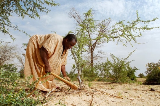 Niger: Phép màu 'tái sinh  từ gốc'