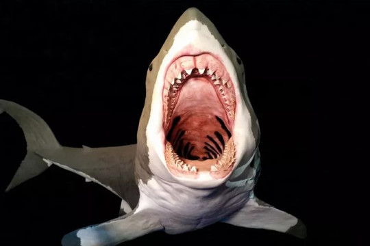 Bắt được răng cá mập khổng lồ trên bãi biển