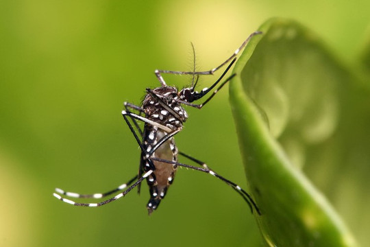 Chìa khoá giúp muỗi chọn con người để hút máu