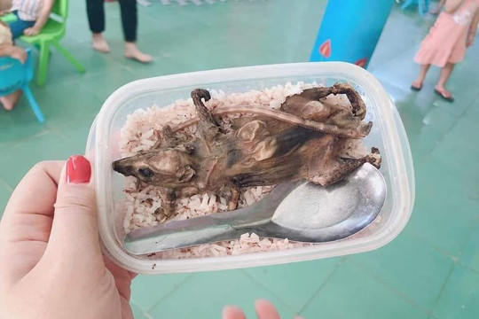 Hộp cơm kèm thịt chuột không phải bữa ăn của học sinh Quảng Nam
