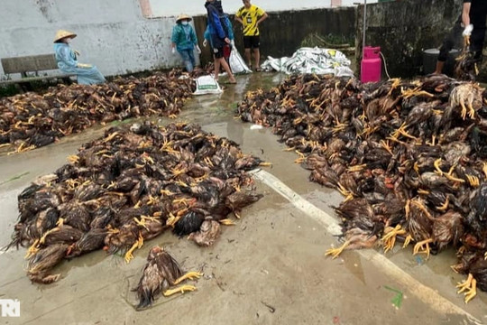 Hàng trăm người vặt lông 4.000 con gà chết do mưa lũ