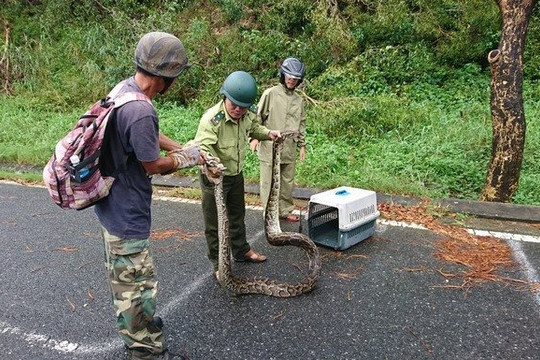 Video bắt sống trăn gấm dài hơn 4m đang quấn chặt một con khỉ tại Đà Nẵng