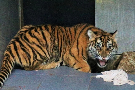 Bảo tàng Thiên nhiên Việt Nam tiếp nhận xác 9 con hổ để nghiên cứu