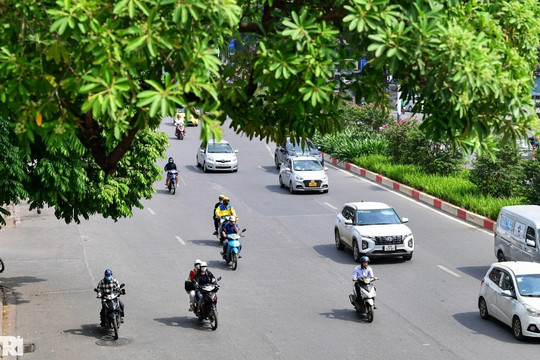 Hiện trạng 80 cây hoa sữa gây mùi khó chịu bị đề xuất di dời ở Hà Nội