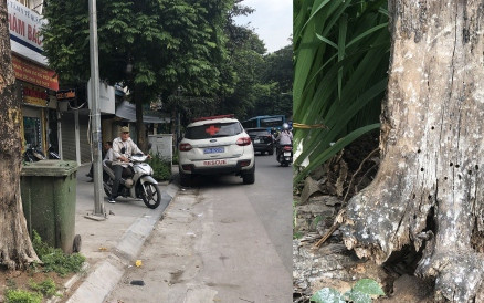 Cây xanh bị "bức tử" ở Hà Nội: Làm rõ nguyên nhân rồi mới chặt hạ