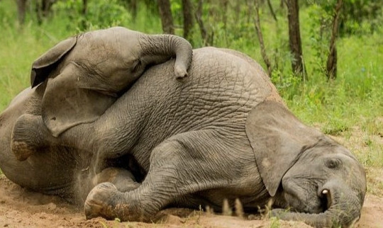 Video đàn voi bị nghi say rượu nằm ngủ la liệt bên bìa rừng