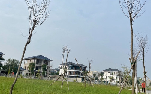 Hàng trăm cây hoa ban trong công viên 40 tỉ đồng ở Thanh Hoá chết khô