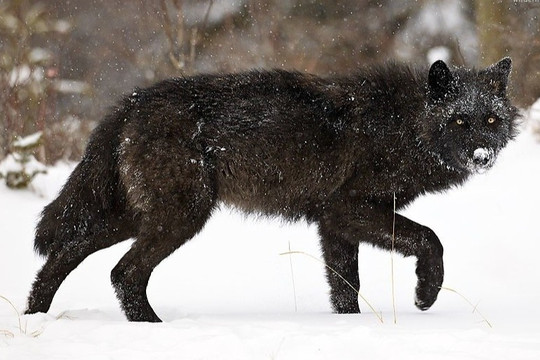 Hình nền Nền Một Hình ảnh Của Một Con Sói đen đang Bốc Cháy Nền Hình ảnh  Chó Săn địa Ngục Background Vector để tải xuống miễn phí  Pngtree