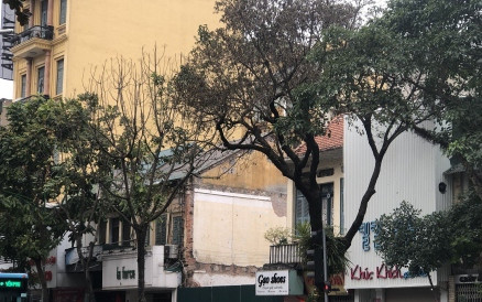 Cây xanh 80 tuổi ở trung tâm Thủ đô nghi bị đầu độc hoá chất