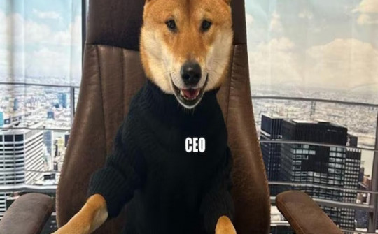 Tỷ phú Elon Musk 'bổ nhiệm'… chó làm giám đốc Twitter