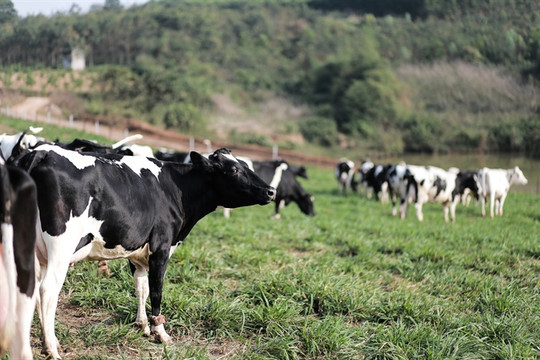Tạo giống bò sữa chất lượng cao dựa trên hệ gene