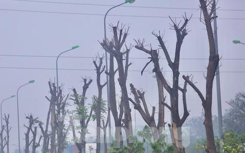 Loạt cây xanh ở đại lộ Thăng Long chết khô - ai chịu trách nhiệm?