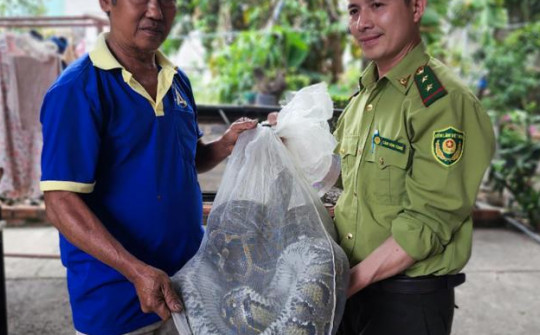 Sợ sổng chuồng, người dân liên tục giao trăn “khủng” cho kiểm lâm TP.HCM