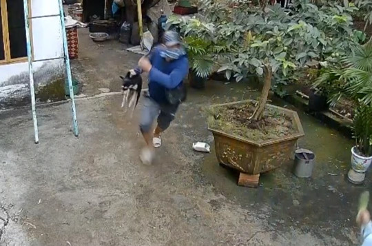 Video xông vào nhà cướp chó trước mặt chủ