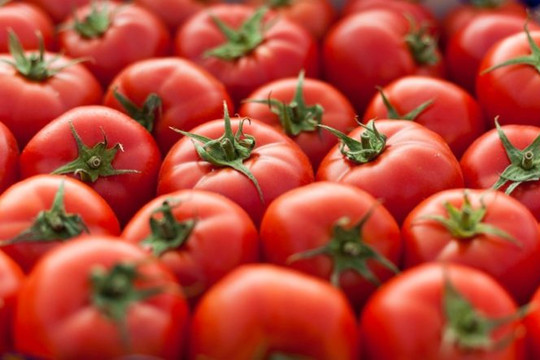 Chỉnh sửa gen tăng hương vị và dinh dưỡng cho cà chua