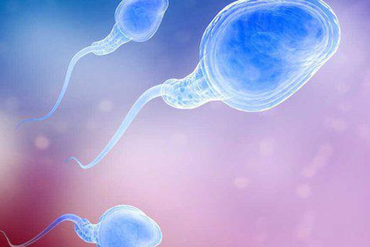 Sự khác nhau giữa tinh trùng và tinh dịch