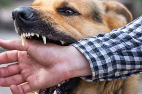 Chó dại cắn khiến 1 người tử vong, 8 người phải điều trị