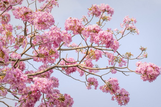 Ngắm hoa kèn hồng rực rỡ, đẹp như 'phố Nhật' ở Đồng Nai
