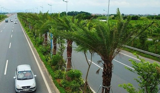 Hai nguyên Phó Chủ tịch UBND TP Hà Nội bị đề nghị xử lý trong vụ 'thổi giá cây xanh'