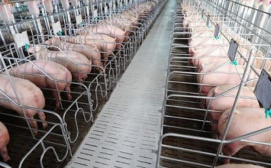 Đại gia huy động 600 tỷ đầu tư nuôi lợn