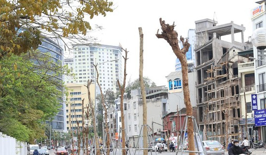 Hàng cây tiền tỷ 'mãi không thấy ra lá' trên tuyến đường giữa Thủ đô Hà Nội