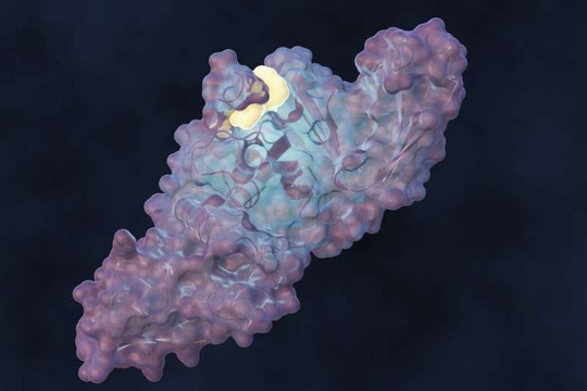 Phân tử mới phá vỡ cơ chế lây nhiễm của virus gây Covid-19