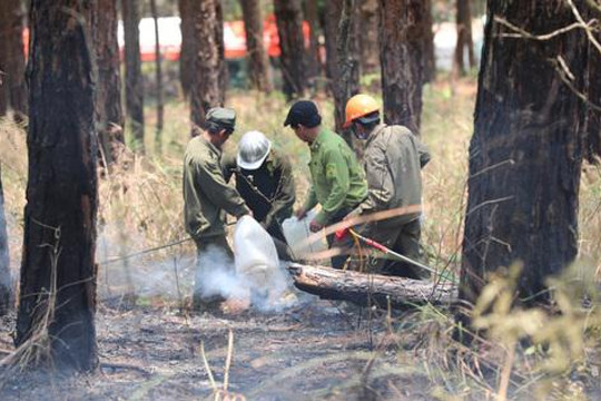 Điều tra nguyên nhân vụ cháy rừng thông trên đèo Prenn