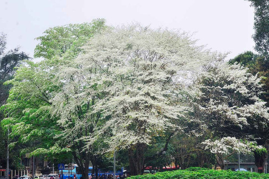Mách bạn 8 địa điểm lý tưởng để check-in mùa hoa sưa ở Hà Nội