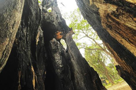Nhiều cây cổ thụ hơn 100 tuổi chết khô ở công viên Bách Thảo, người dân đi tập thể dục nơm nớp lo sợ
