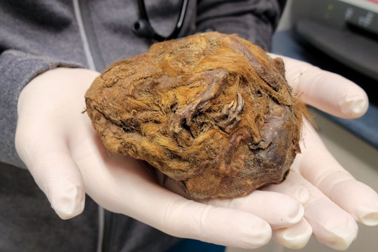 Phát hiện xác ướp sóc đất Bắc Cực 30.000 năm tuổi trong mỏ vàng