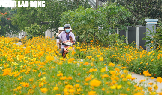 Tuyến đường hoa sao nhái tuyệt đẹp tại huyện Củ Chi, TP HCM